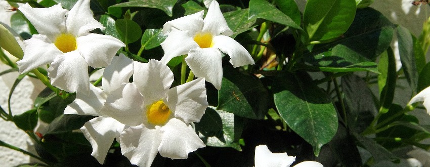 Dipladenia fleurs