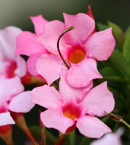 fleur dipladenia