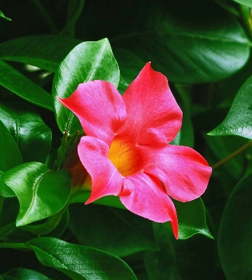 fleur de dipladenia