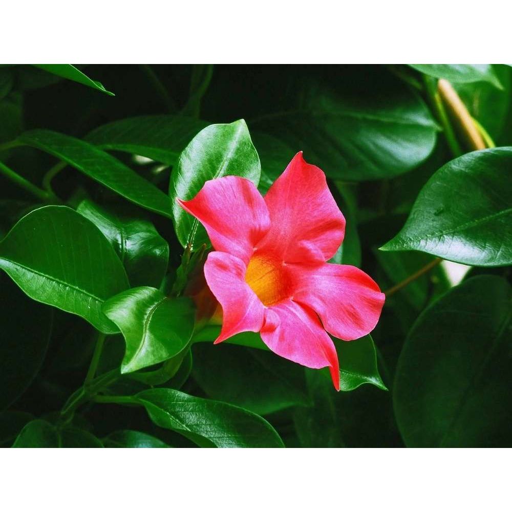 dipladenia