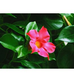 dipladenia