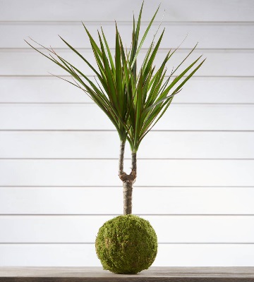faire un kokedama