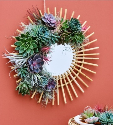 DIY : miroir végétal en succulentes