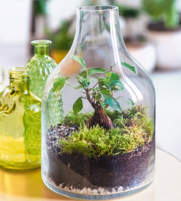 terrarium plantes