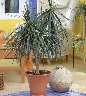 dracaena
