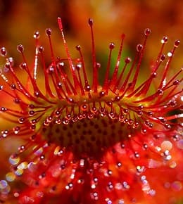 plante drosera