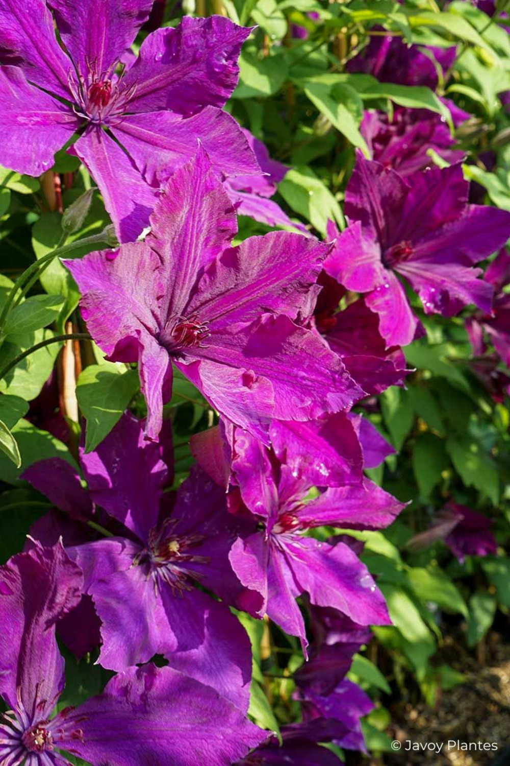 Clématite 'honora' - en pot de 3 litres