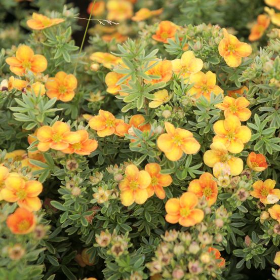 Potentille arbustive 'mango tango' pot de 2l/3l