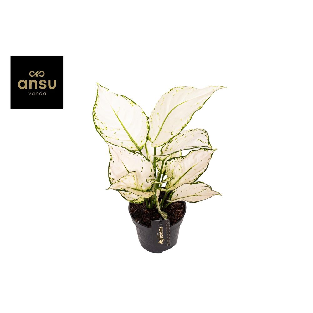 Aglaonema white joy - ø12cm - ↕35cm - plantes d'intérieur