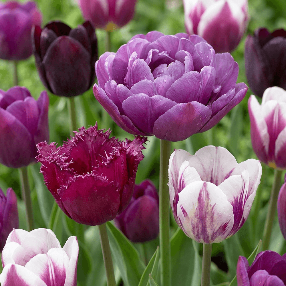 Tulipe 'blueberry' en mélange (tulipa) - floraison printanière - calibre 11/12 - 70 bulbes