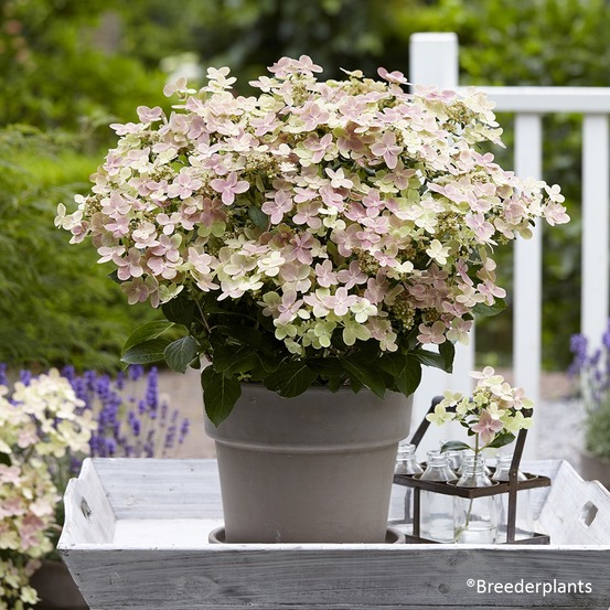 Hortensia paniculé 'switch ophelia' pot de 3l/4l