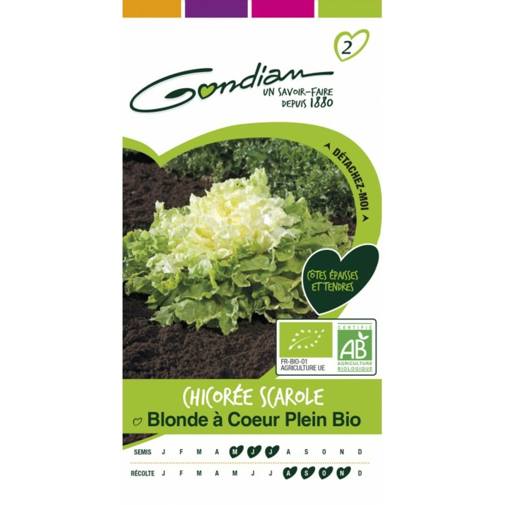 Chicoree scarole blonde a cœur plein bio