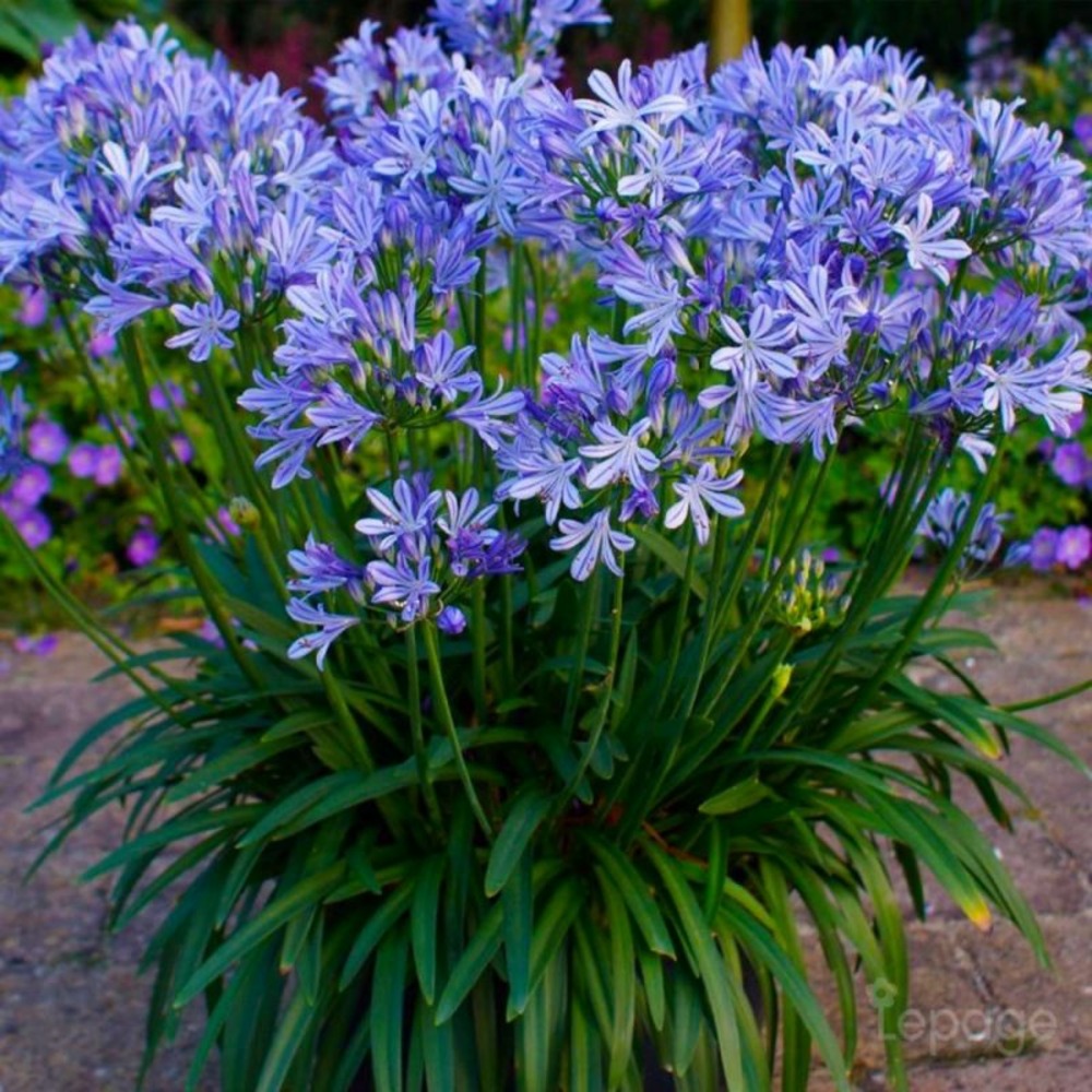 2 Agapanthes 'Charlotte' (Agapanthus 'CharâŠ