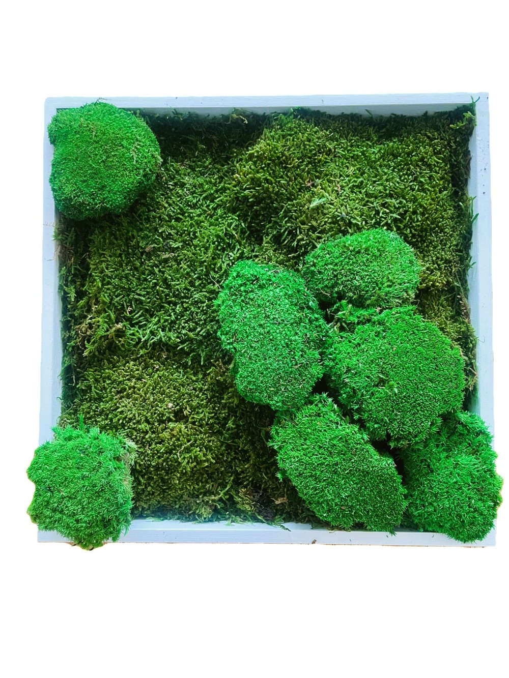 Tableau végétal stabilisé Musu- tableau végétal - décoration d'intérieur - 35*35 cm