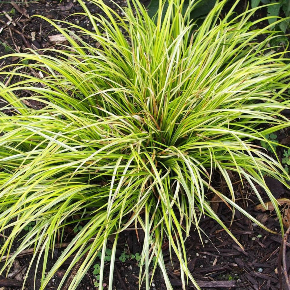 Acore gramineus ogon, acorus pot de 3l - 20/40 cm