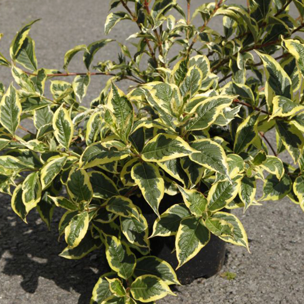 Weigela 'white lightning' pot de 2l/3l