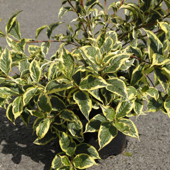 Weigela 'white lightning' pot de 2l/3l