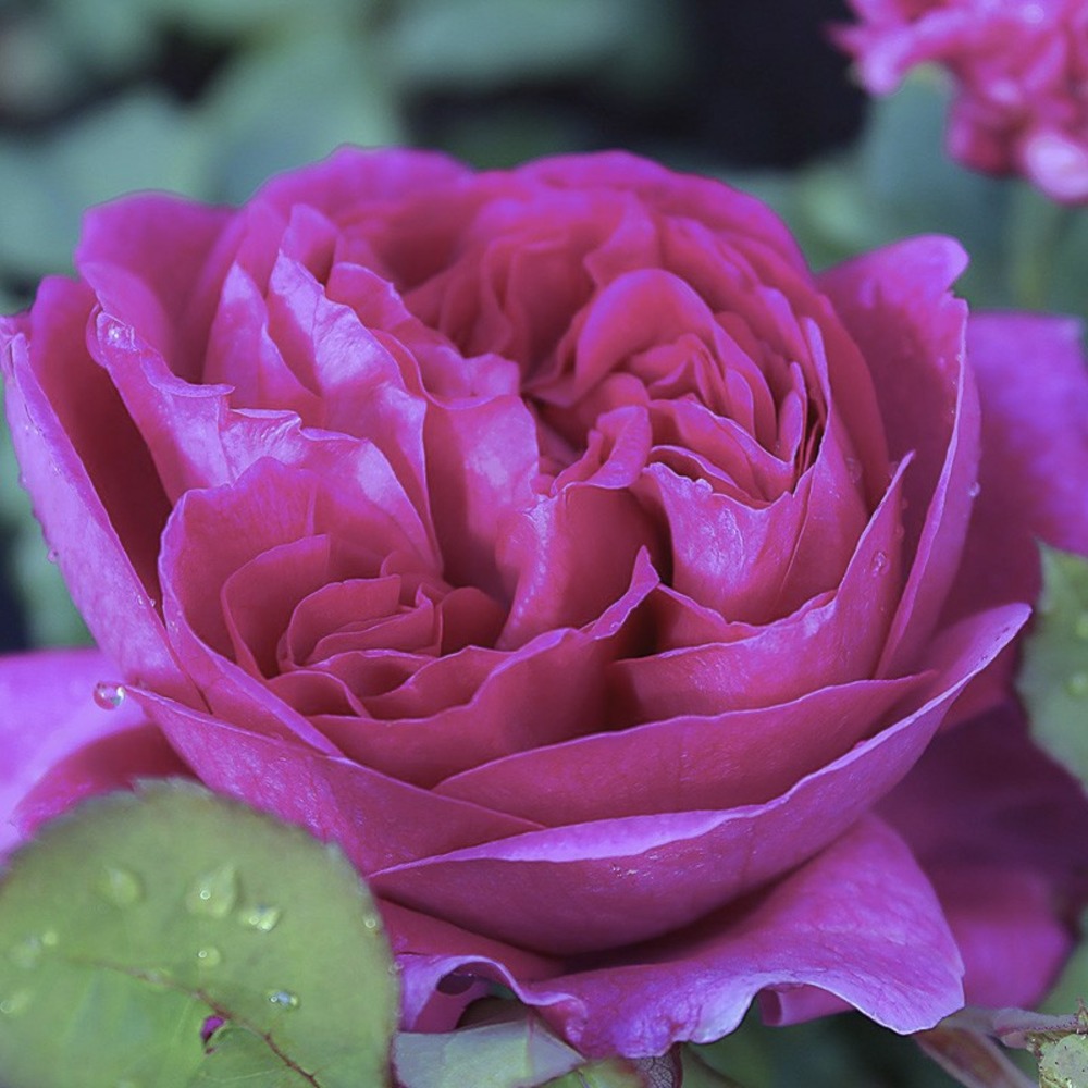 Rosier 'young lycidas' pot de 4l/5l