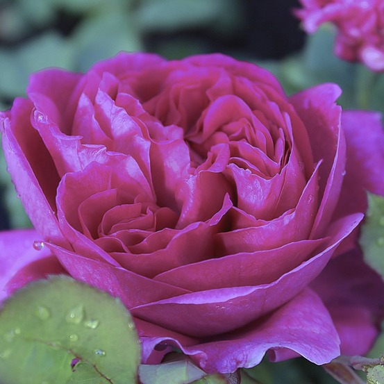 Rosier 'young lycidas' pot de 4l/5l