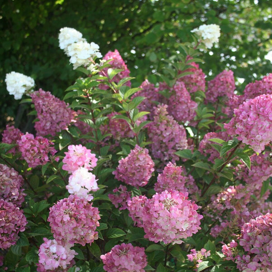Hortensia paniculata sundae fraise® 'rensun' pot de 3l - 40/60 cm