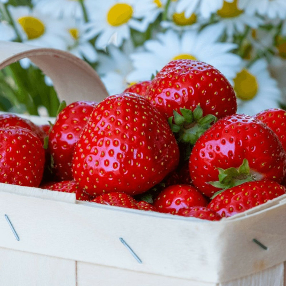 Plant de fraisier gento barquette de 6 godets