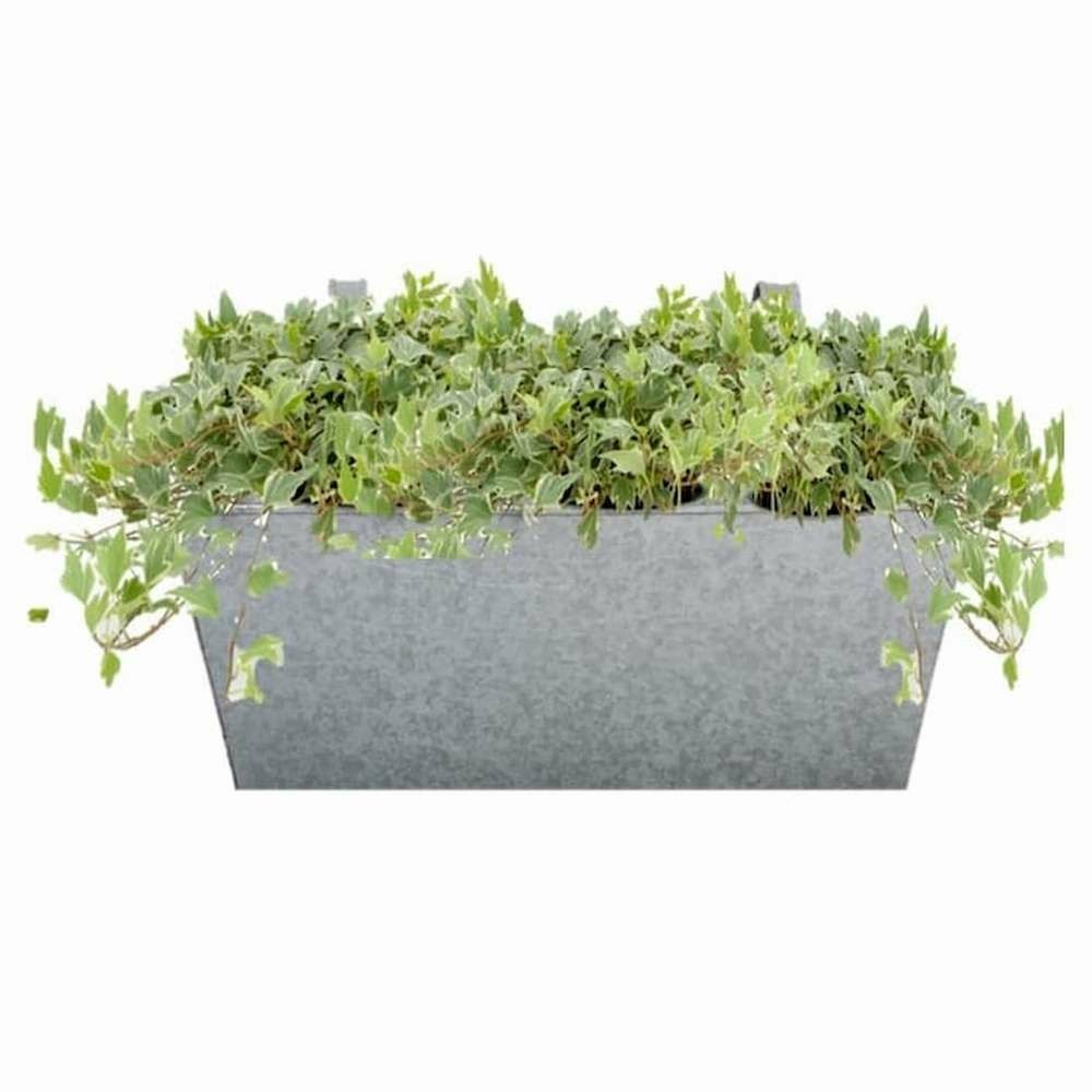 Balconnière en zinc et 3 lierres