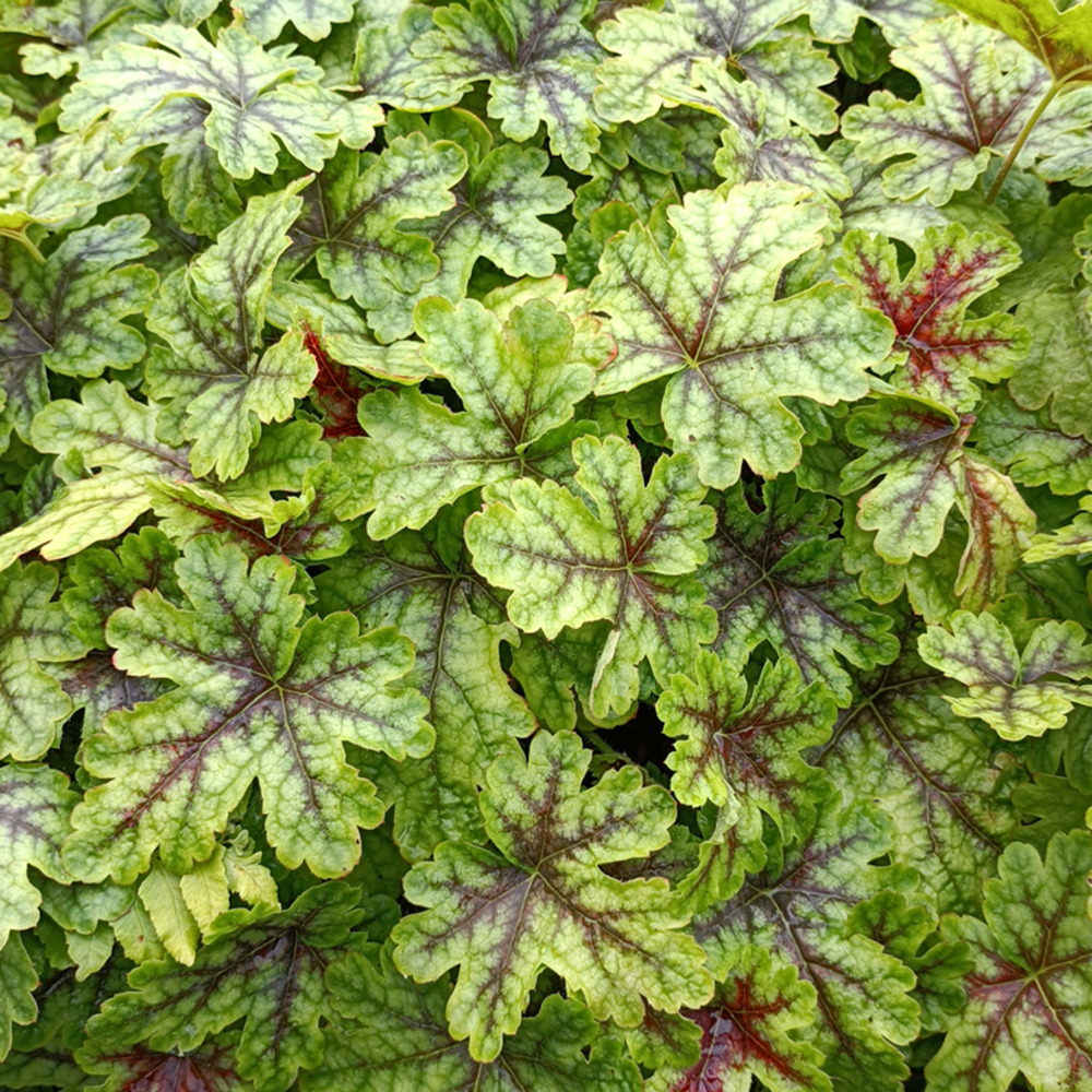 Heucherella 'tapestry' godet de 8/9 cm