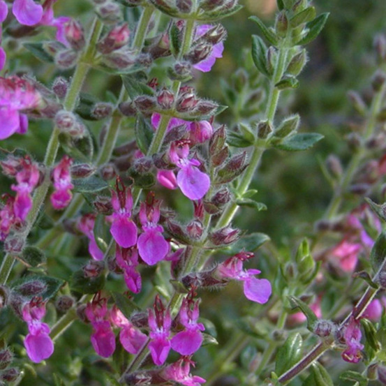 Germandrée lucidrys lot de 9 godets