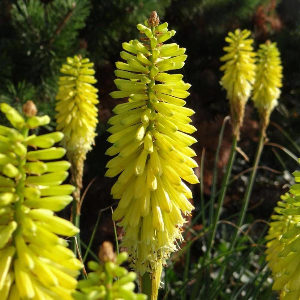 Kniphofia, tison de satan lemon popsicle® pot de 4l - 40/60 cm