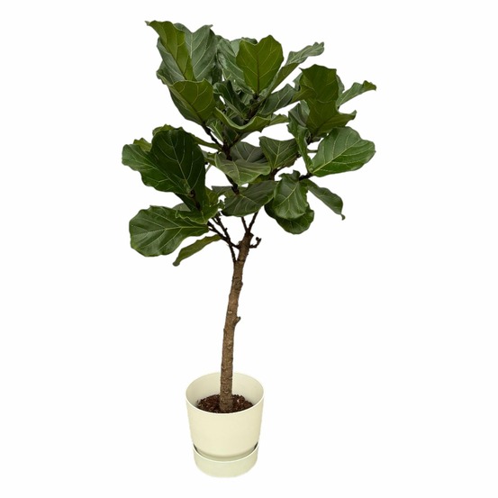 Ficus lyrata et son pot blanc + reservoir - hauteur 160cm