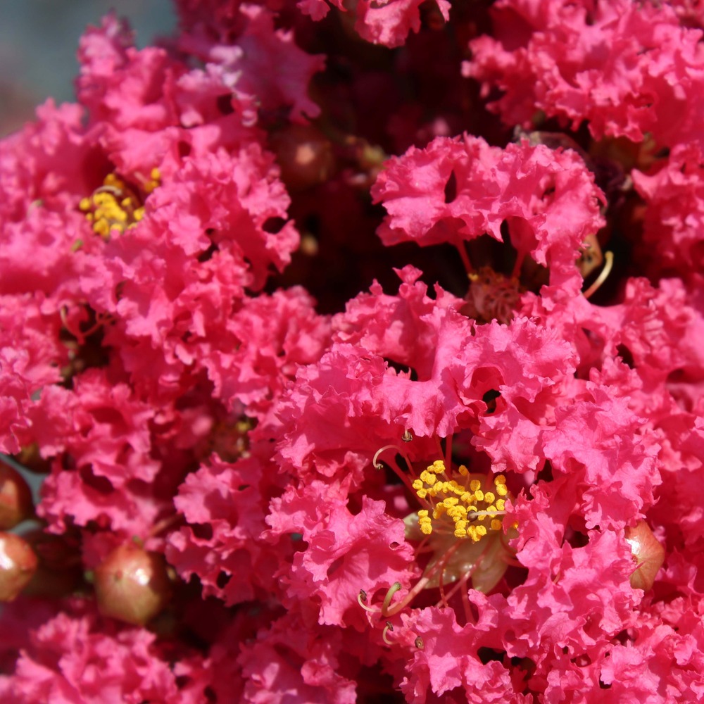 Lilas des indes 'grand cru' pot de 3l/4l