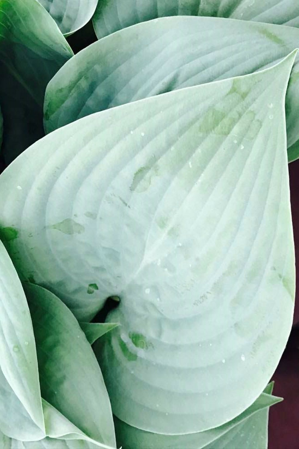 Hosta 'fragrant blue' - en pot de 3 litres