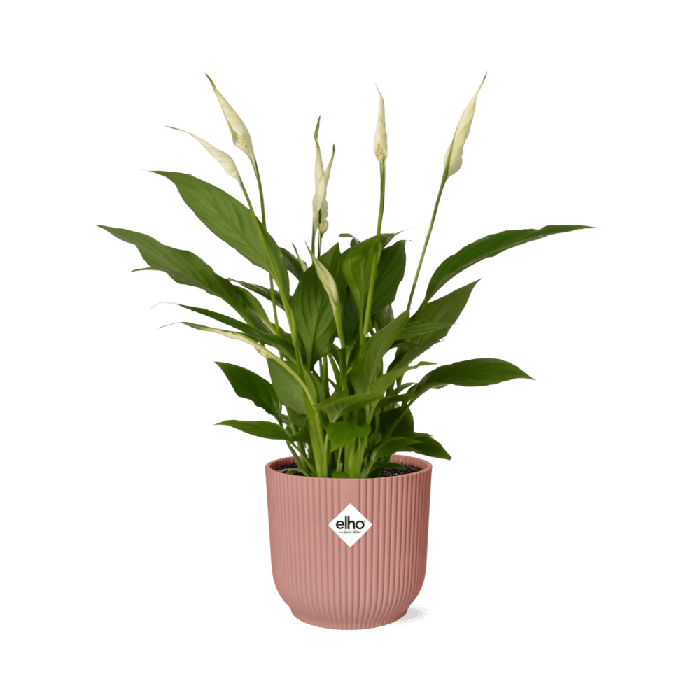 Spathiphyllum 12 cm torelli in elho vibes fold 14cm roze - plantes d'intérieur