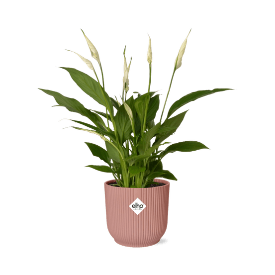 Spathiphyllum 12 cm torelli in elho vibes fold 14cm roze - plantes d'intérieur