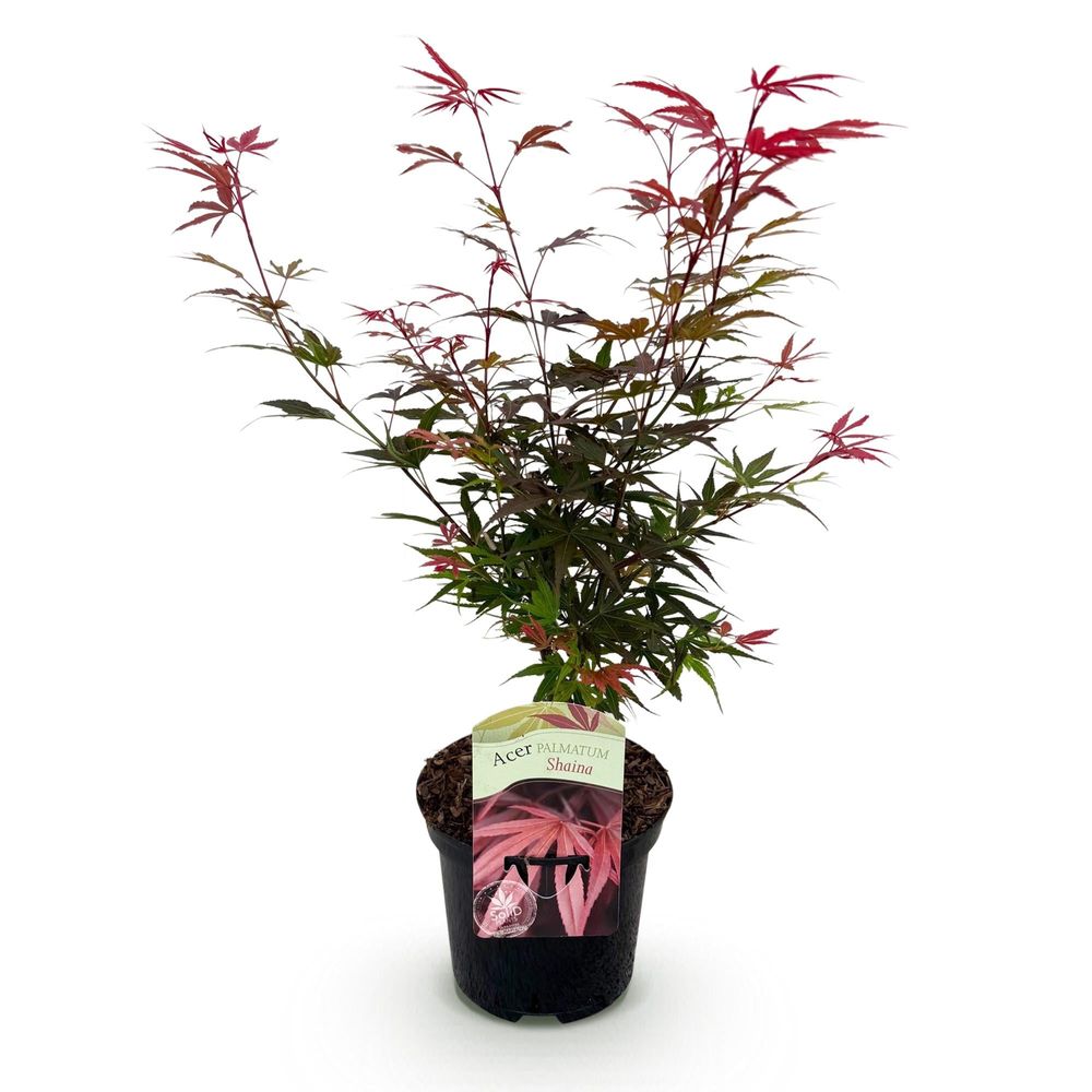 Érable du japon 'shaina' - pot 19 cm - hauteur 70 cm - plante d'extérieur