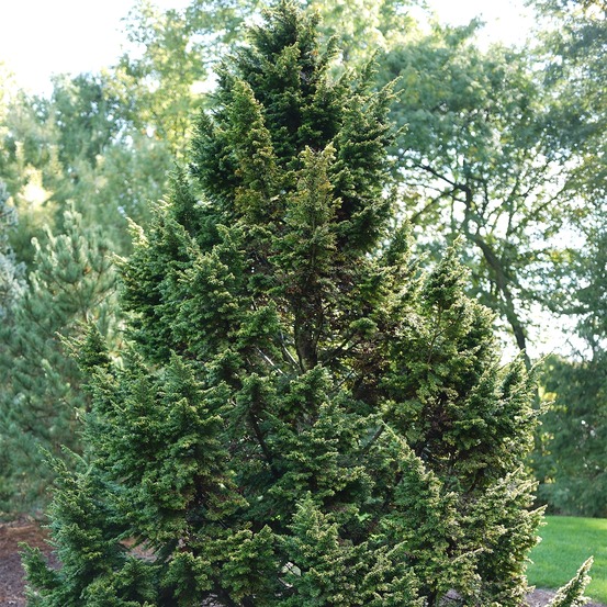 Tsuga canadensis - pruche du canada pot de 3l/4l
