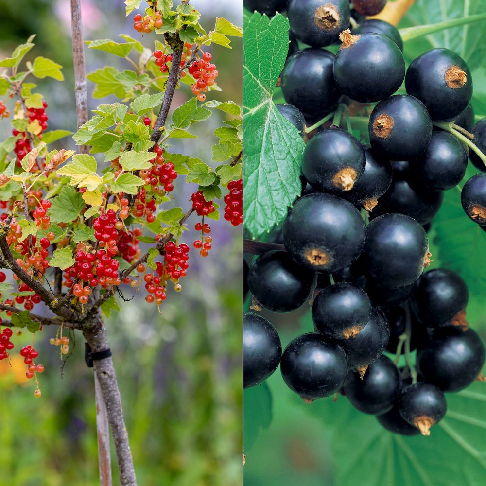Collection de 2 groseillier et cassis sur tige - les 2 pots / 2l / tige 100cm