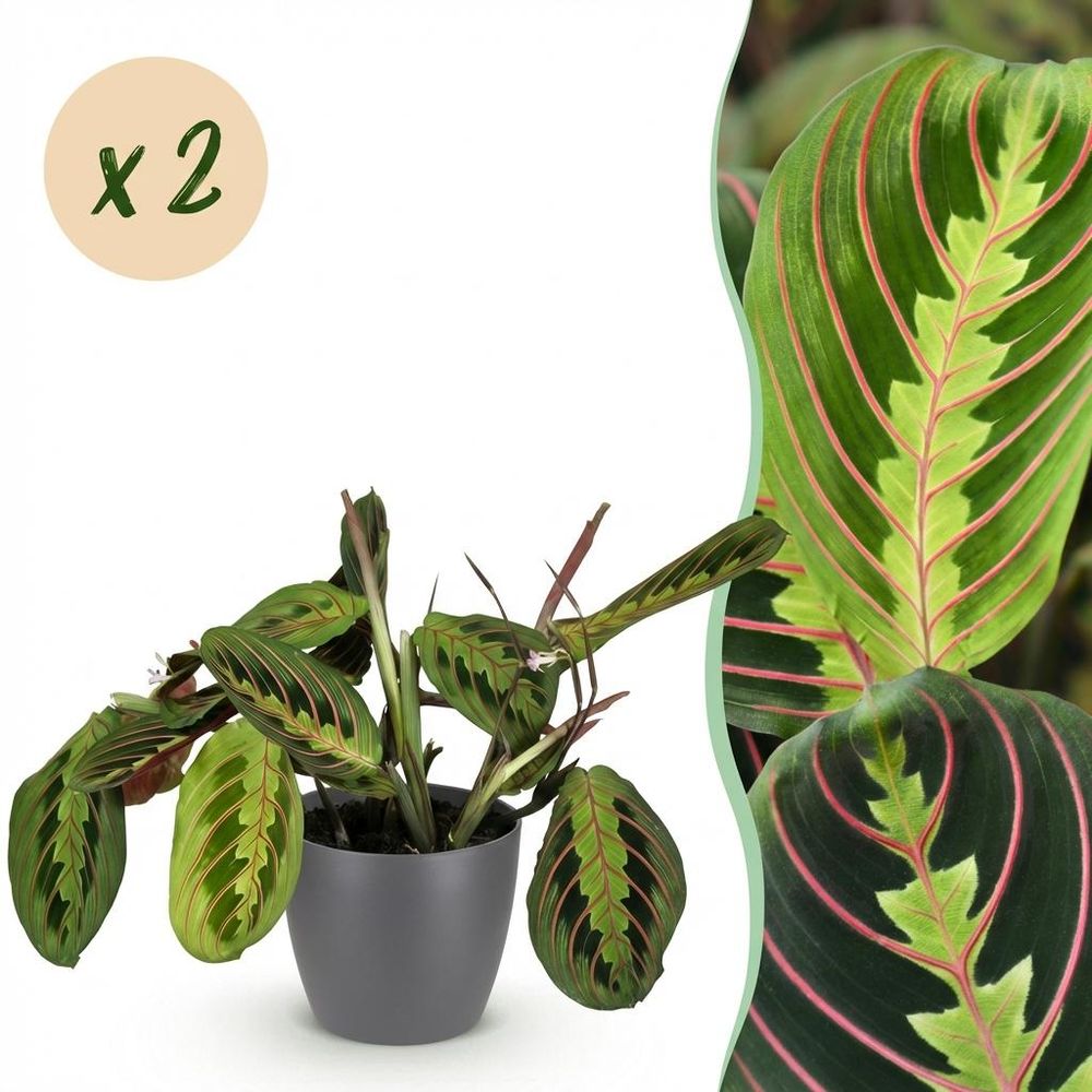 Maranta fascinator tricolour - pet-friendly - pot de 12cm - hauteur 25cm - plantes d'intérieur