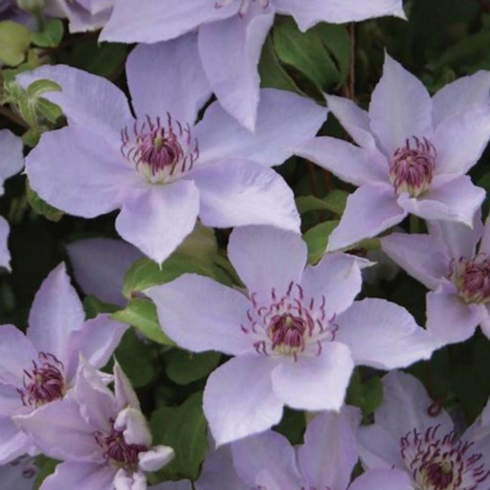 Clématite mandy® 'zo12153' pot de 3l - echelle bambou 60/120 cm