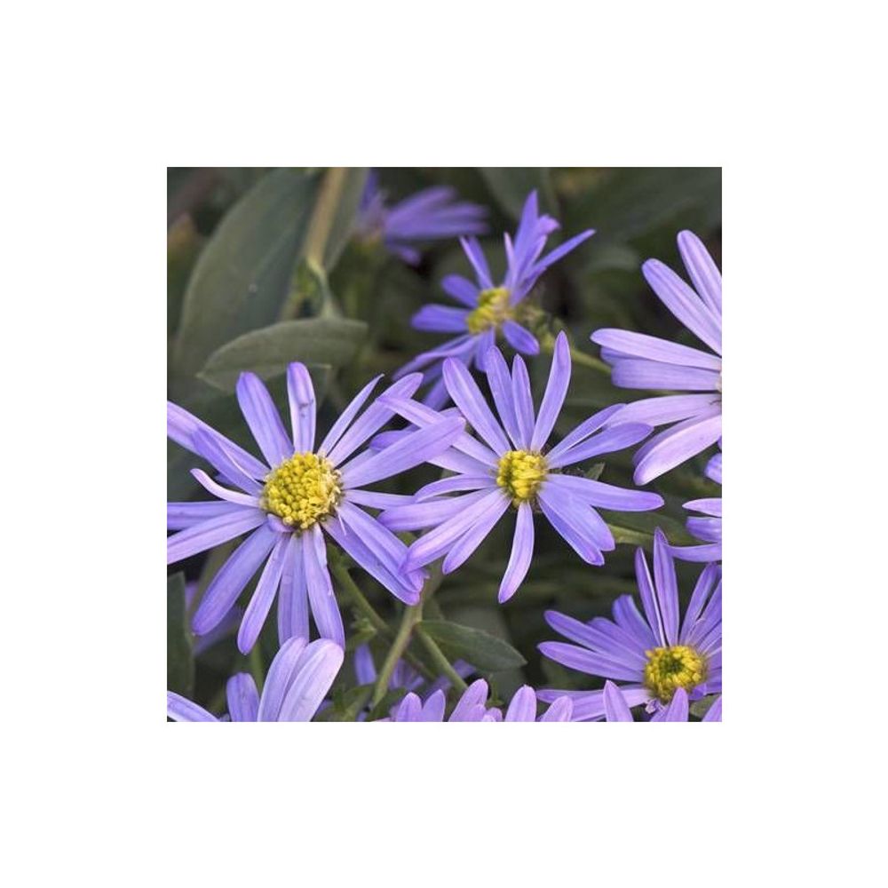 Aster d'été lac de genève lot de 3 godets
