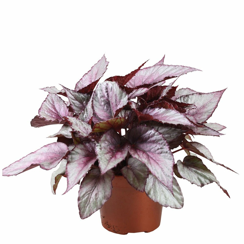 Bégonia beleaf maori haze - le pot / ø 12cm / hauteur livrée 25-30cm