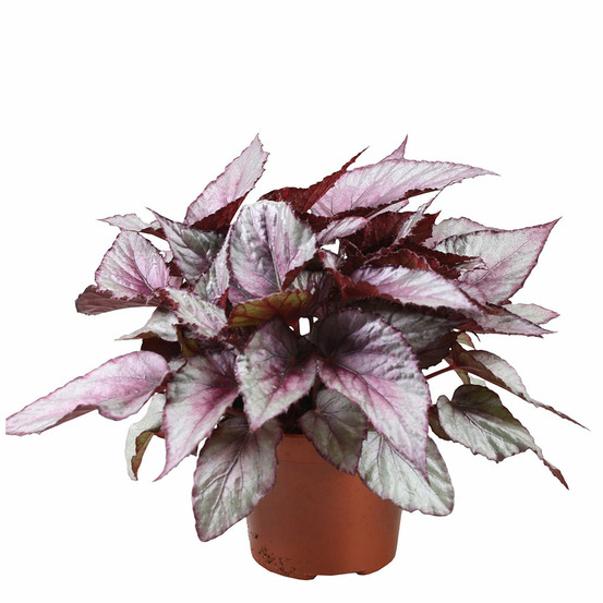 Bégonia beleaf maori haze - le pot / ø 12cm / hauteur livrée 25-30cm