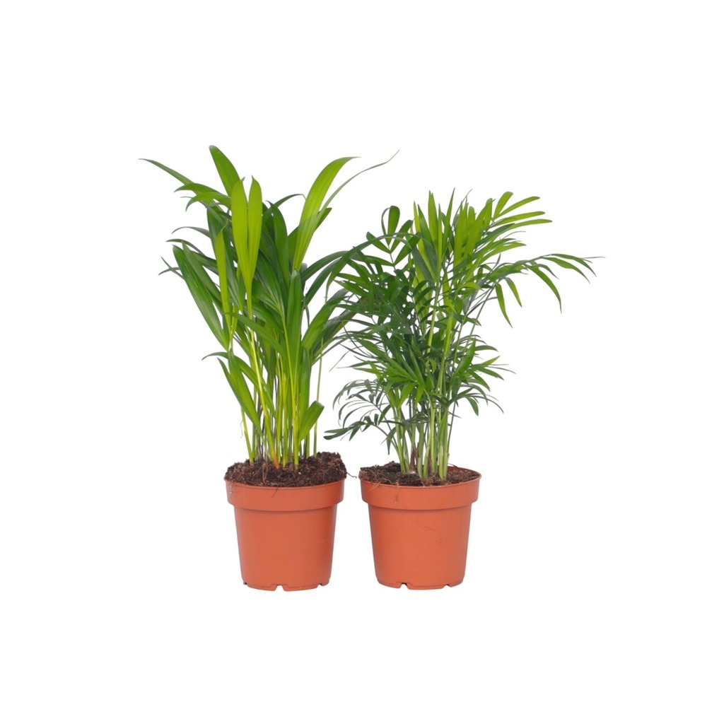 Palmiers d'intérieur - set de 2 - dypsis, chamaedorea - hauteur 25-40cm - ⌀12cm
