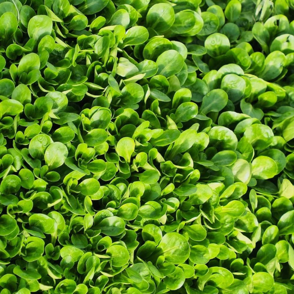 Graines de mâche vit - vilmorin sachet économique