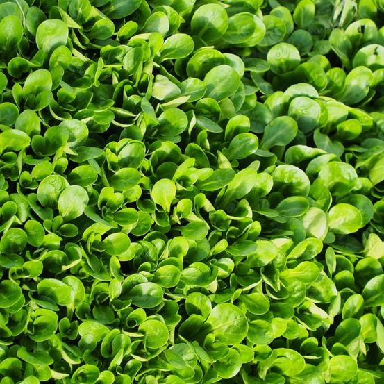Graines de mâche vit - vilmorin sachet économique