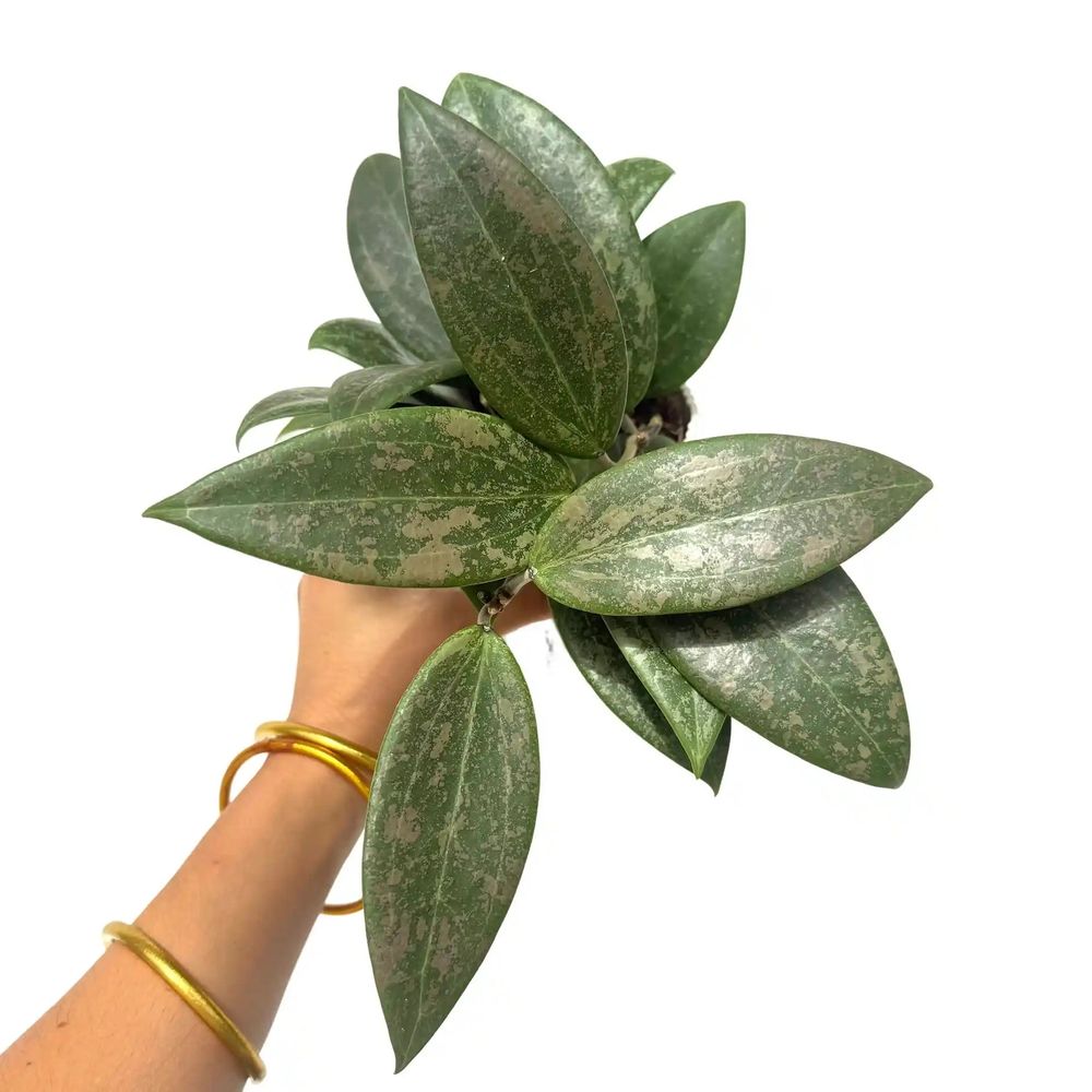 Hoya verticillata wibergiae - pot de 11cm - plantes d'intérieur