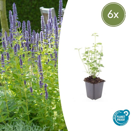 Agastache 'black adder' x6 – entre 0,38 et 0,5m2