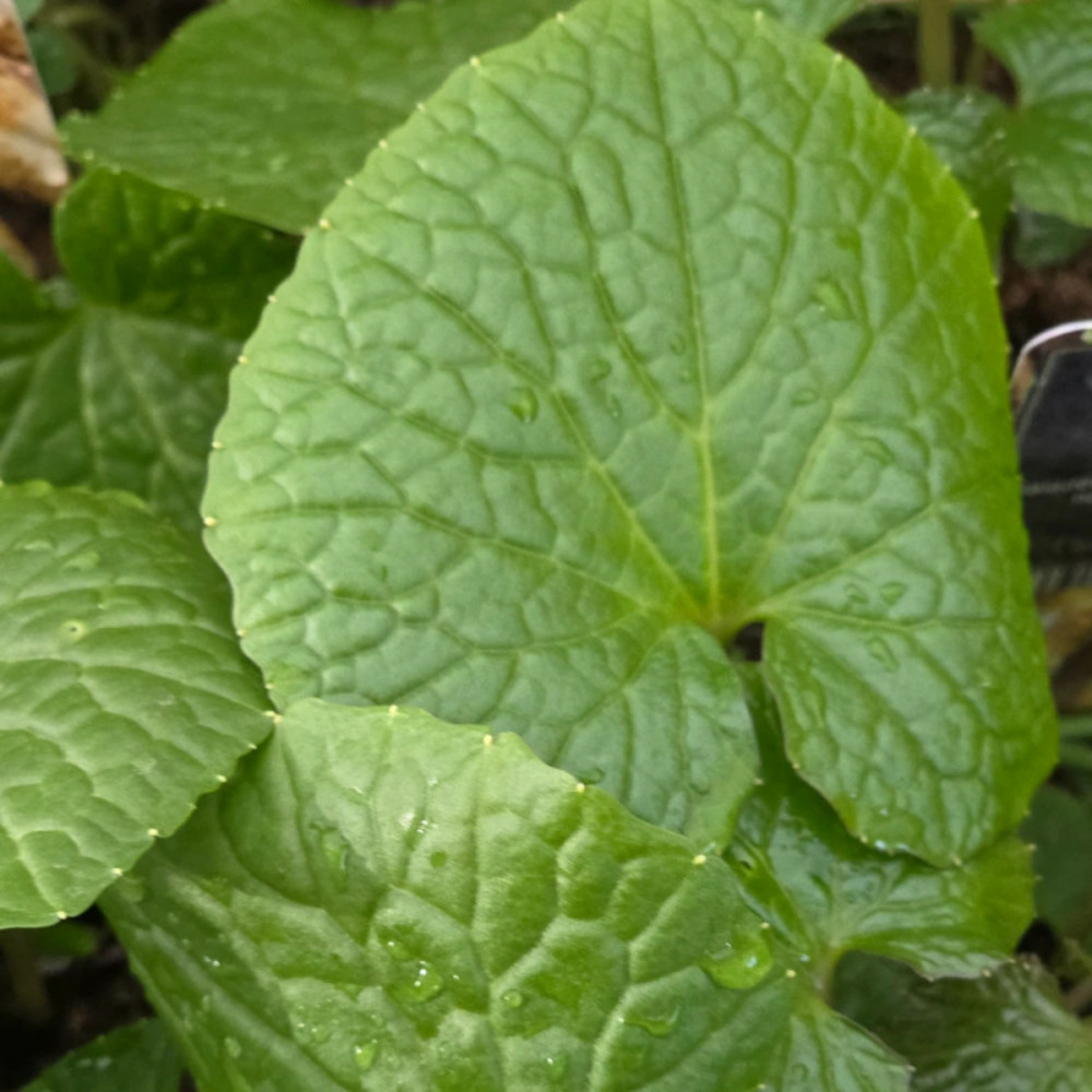Wasabi - prêt à consommer pot de 1 litre