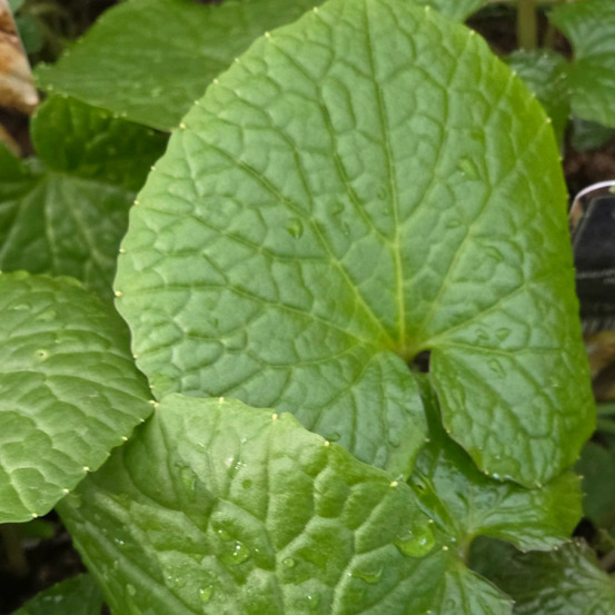 Wasabi - prêt à consommer pot de 1 litre