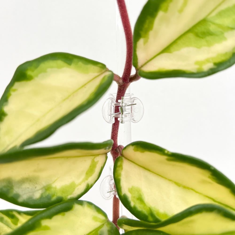 Pinces transparentes pour plante - pince tuteurage transparente - clips de support - pinces de tuteurage pour plantes - x50 unités